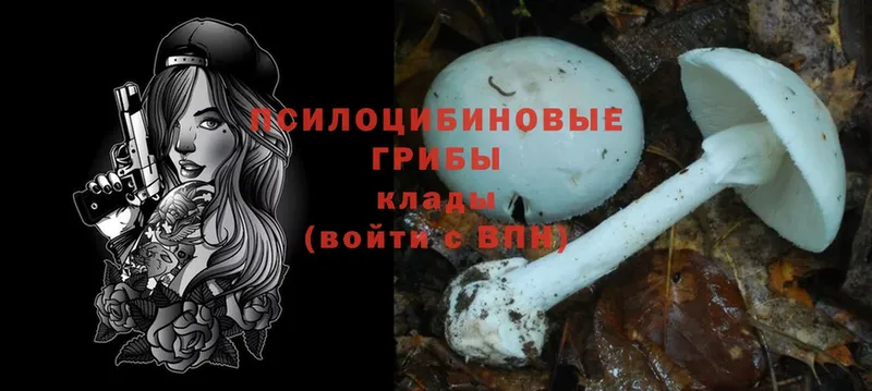 Псилоцибиновые грибы Psilocybine cubensis  Удомля 